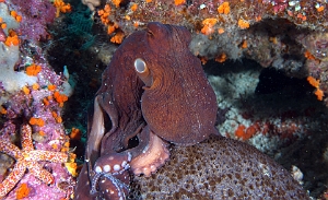 Banda Sea 2018 - DSC06117_rc - Day Octopus - Poulpe - Octopus Cyanea